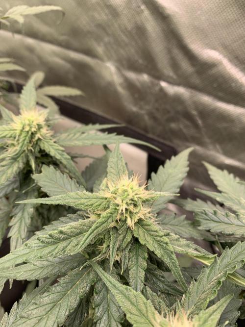 Wedding Crasher. Week 5