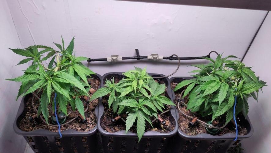 Clone Run. Week 3