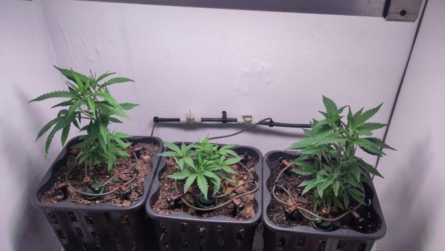 Clone Run. Week 2