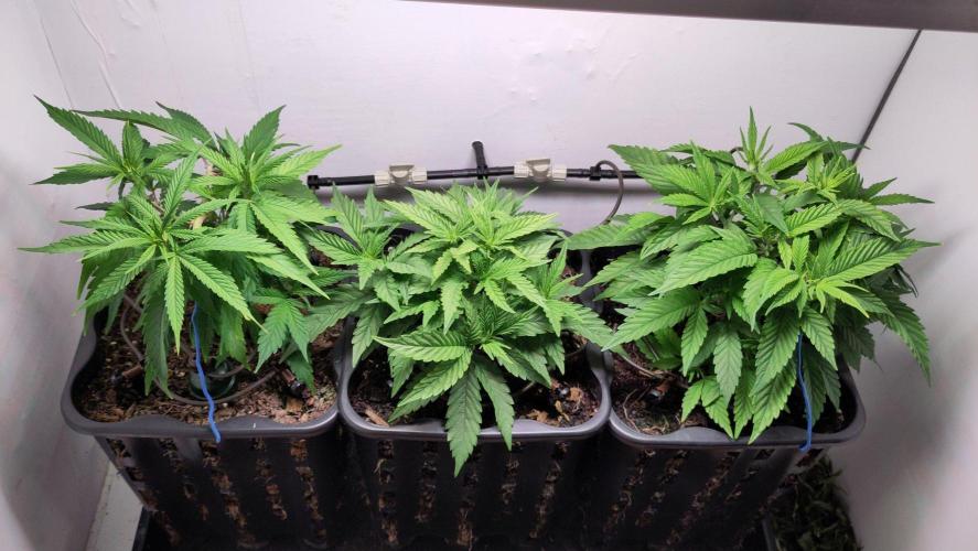 Clone Run. Week 3