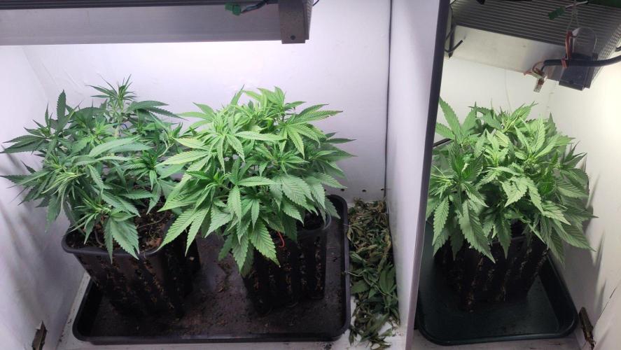 Clone Run. Week 4
