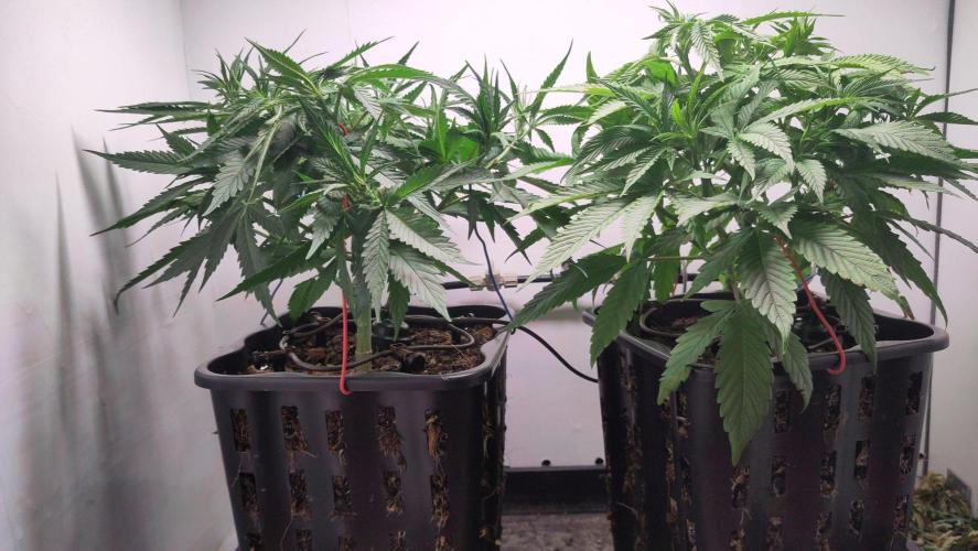 Clone Run. Week 4