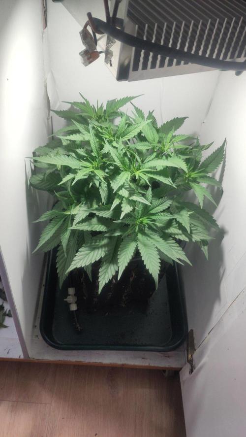 Clone Run. Week 5