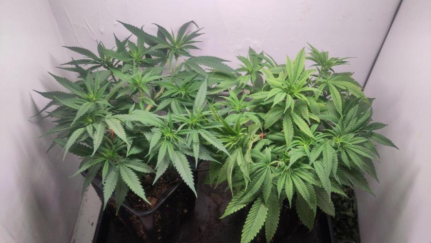 Clone Run. Week 5