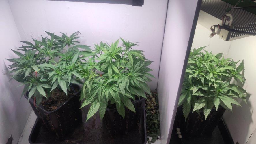 Clone Run. Week 5