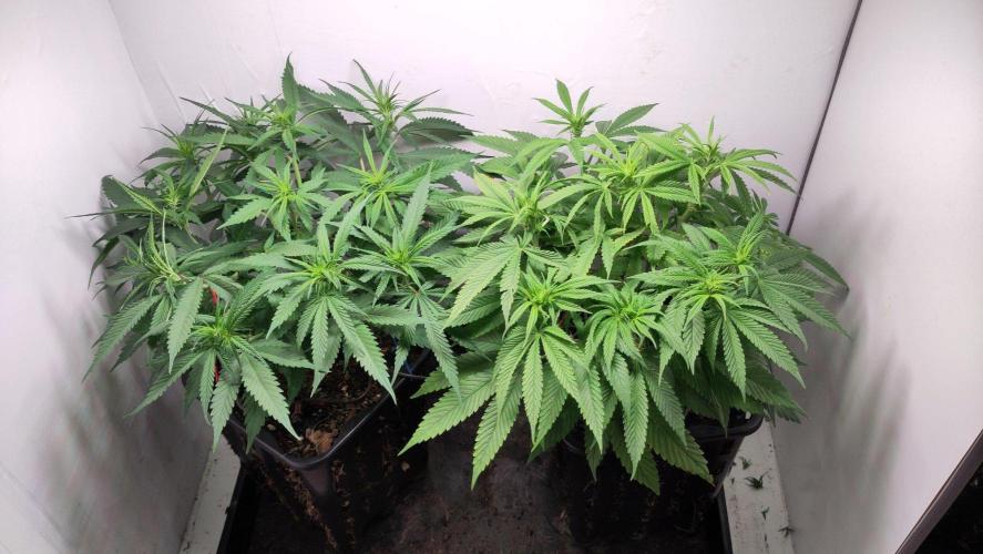 Clone Run. Week 5