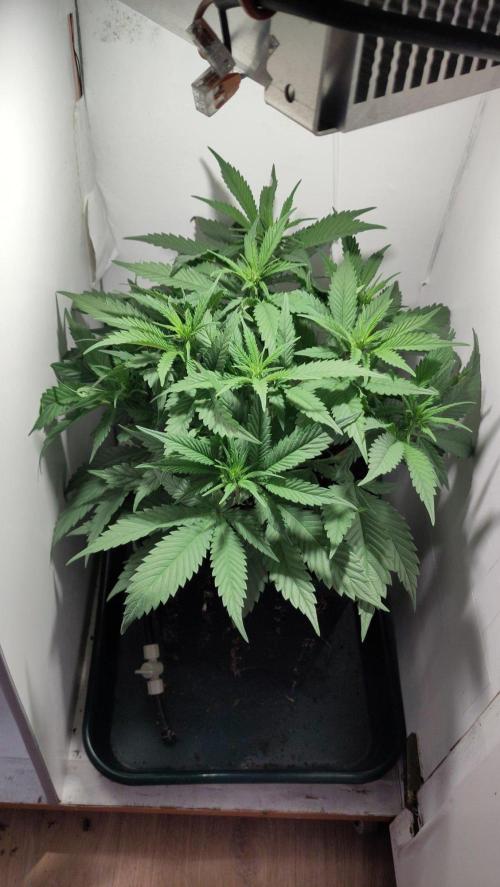 Clone Run. Week 5