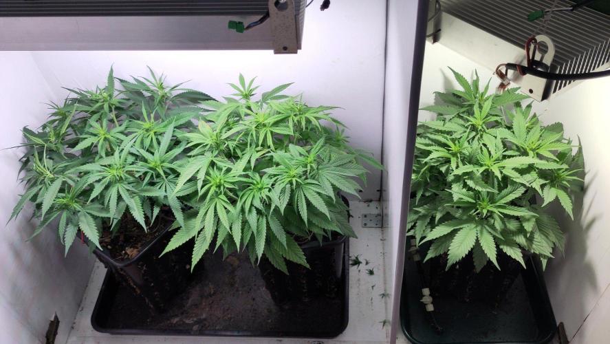 Clone Run. Week 5
