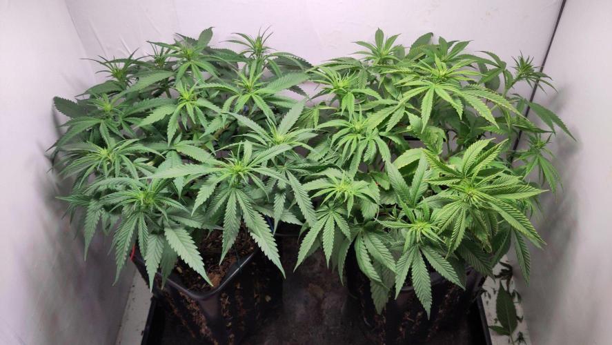 Clone Run. Week 5
