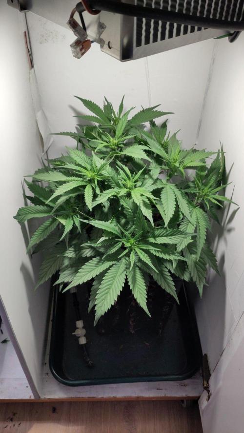 Clone Run. Week 5