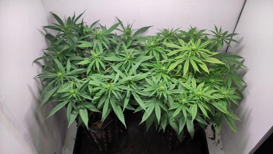 Clone Run. Week 5
