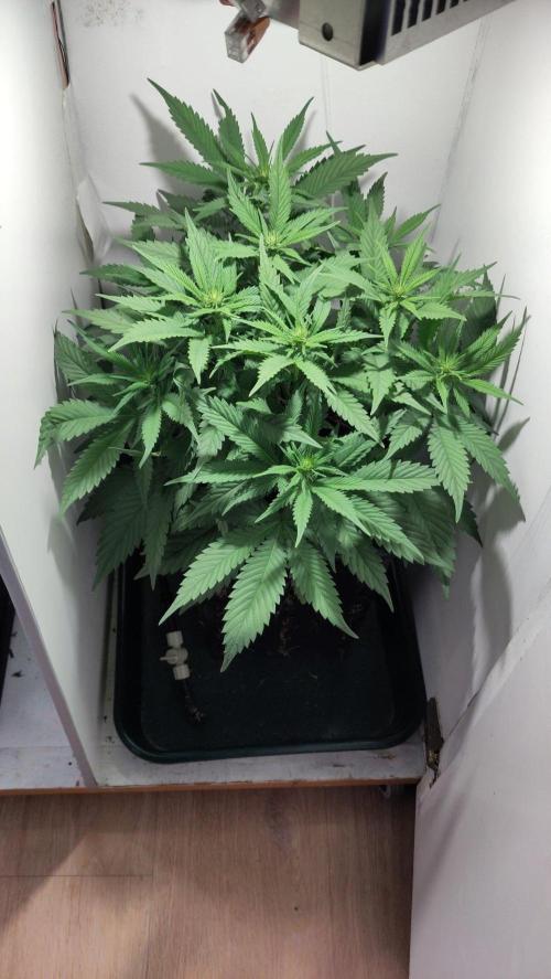 Clone Run. Week 5