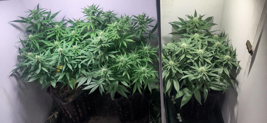 Clone Run. Week 7