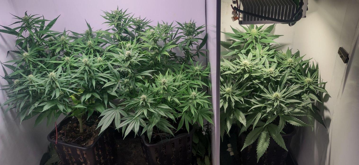 Clone Run. Week 6 - last day of week 3 flowering
