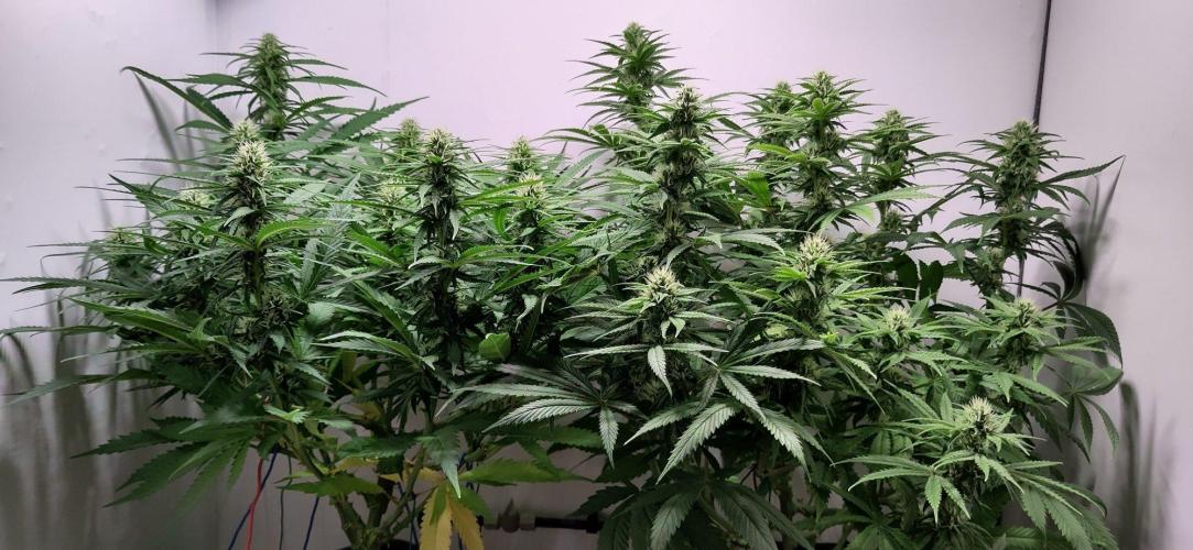 Clone Run. Week 7 - day 25