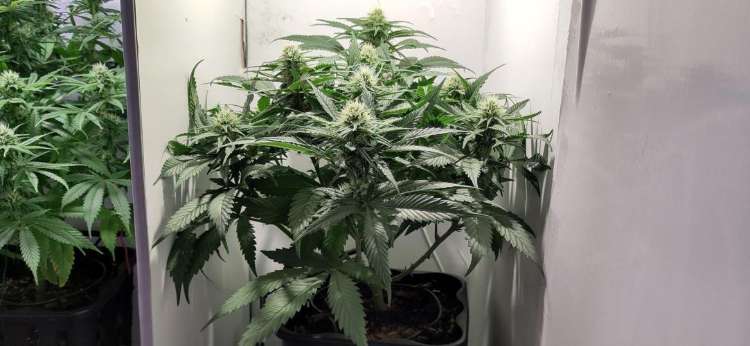 Clone Run. Week 7 - day 25