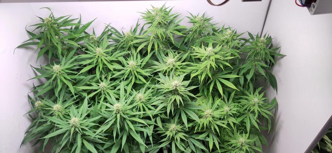 Clone Run. Week 7 - day 25