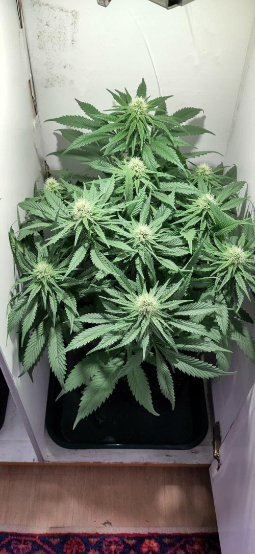 Clone Run. Week 7 - day 25