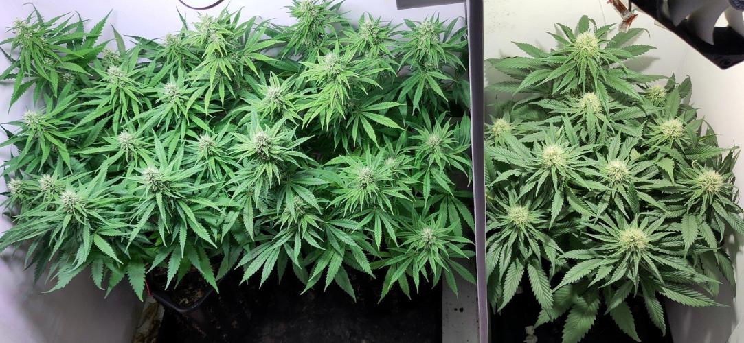 Clone Run. Week 8