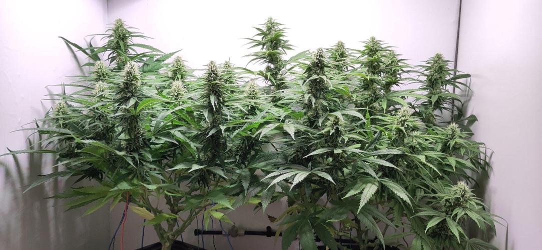 Clone Run. Week 8