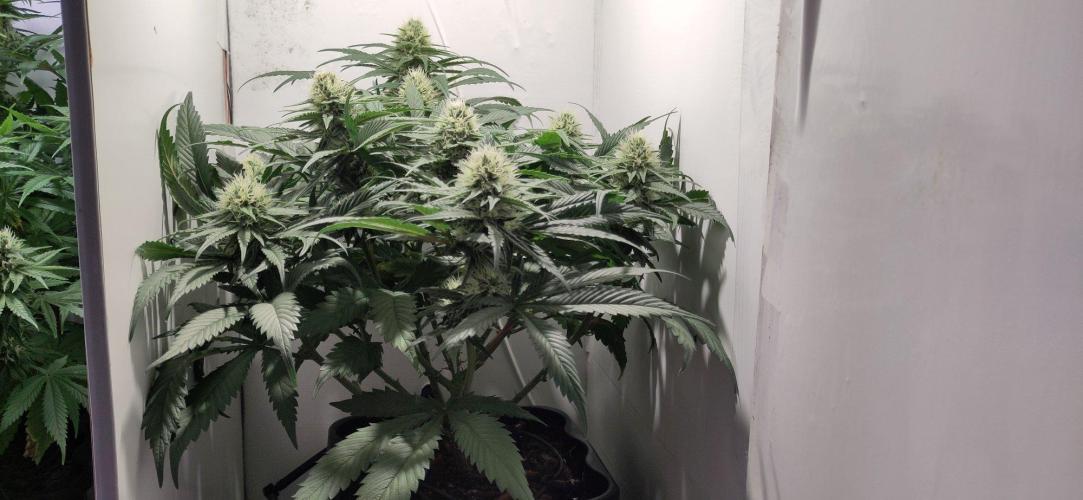 Clone Run. Week 8