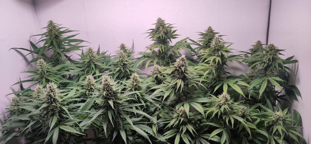 Clone Run. Week 8
