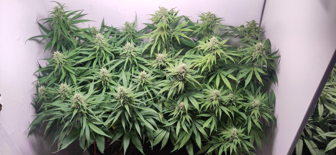 Clone Run. Week 8