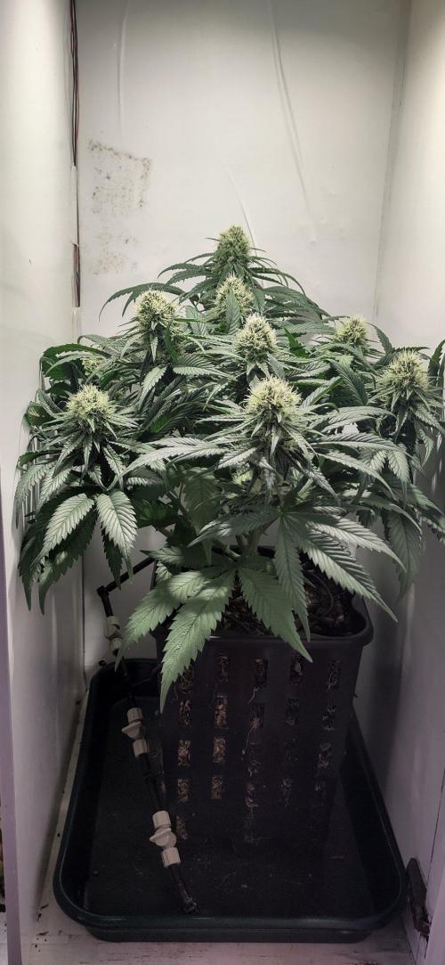 Clone Run. Week 8