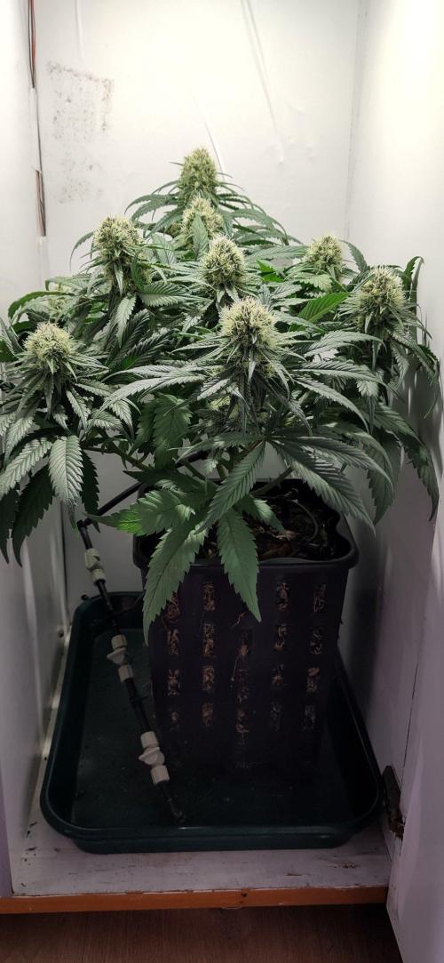 Clone Run. Week 9