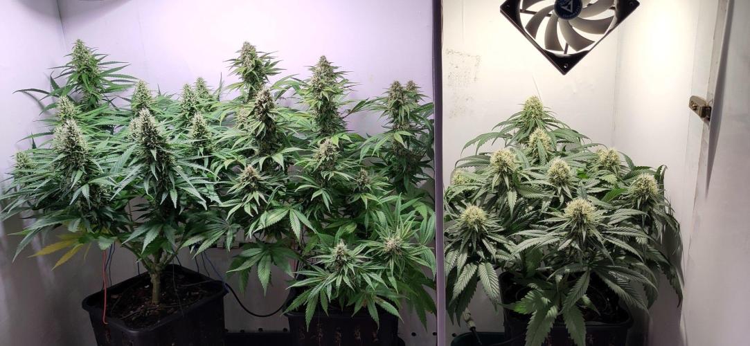 Clone Run. Week 9