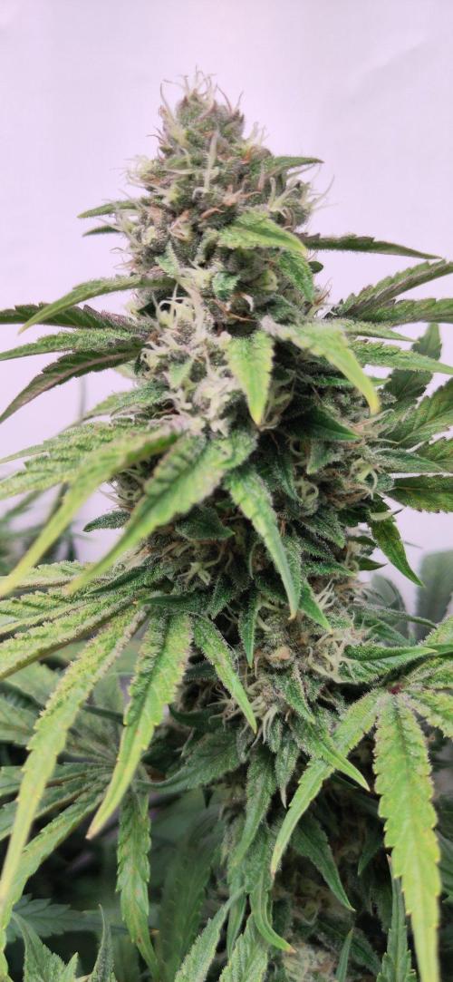 Clone Run. Week 9