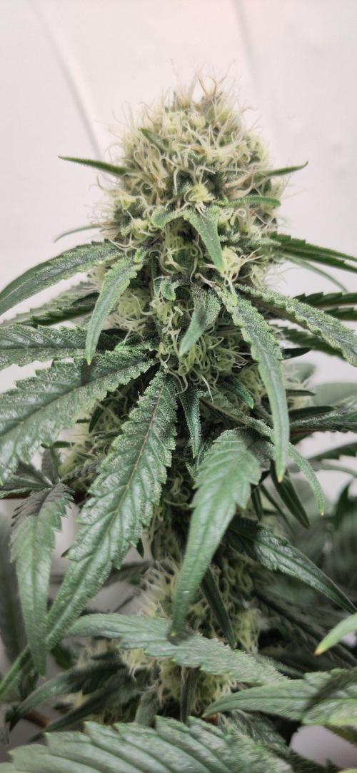 Clone Run. Week 9