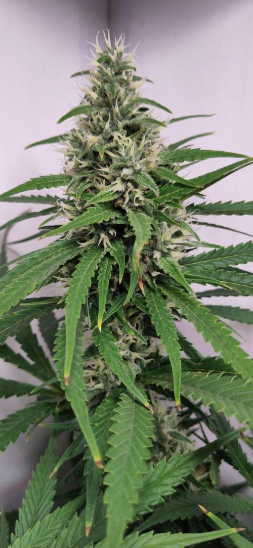 Clone Run. Week 9