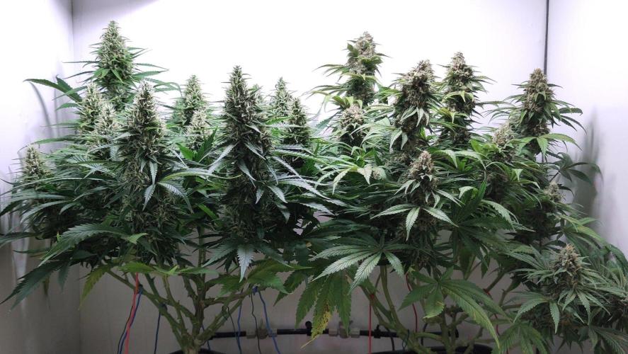 No Commercial Crap - All DIY Growbox. Week 10 - left: lemonesia
right: red mandarine