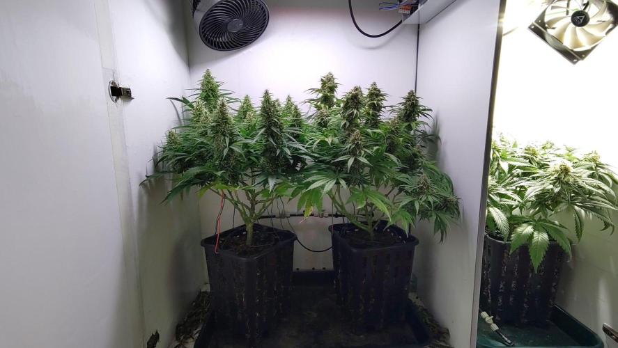 No Commercial Crap - All DIY Growbox. Week 10 - left: lemonesia
right: red mandarine