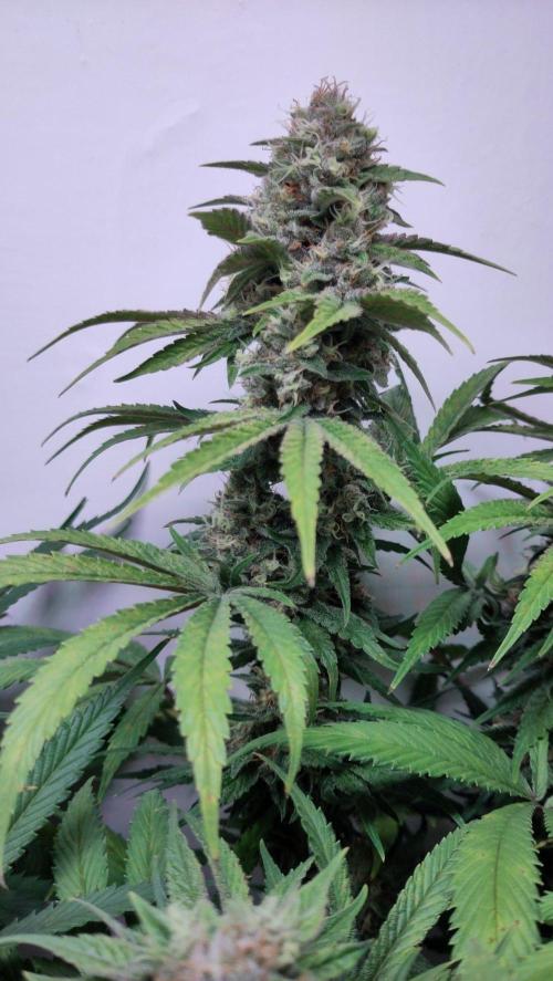 No Commercial Crap - All DIY Growbox. Week 10 - red mandarine