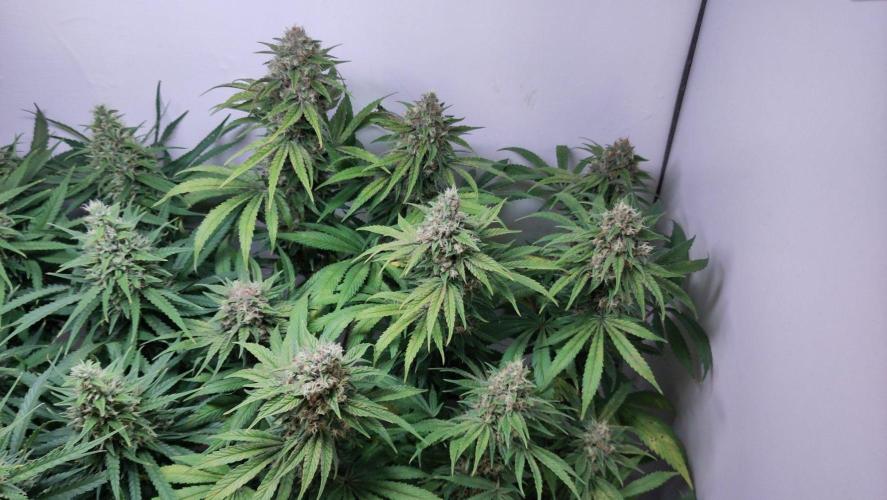 No Commercial Crap - All DIY Growbox. Week 10 - red mandarine