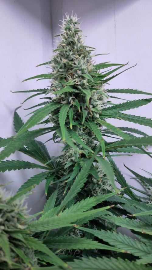No Commercial Crap - All DIY Growbox. Week 10 - lemonesia
