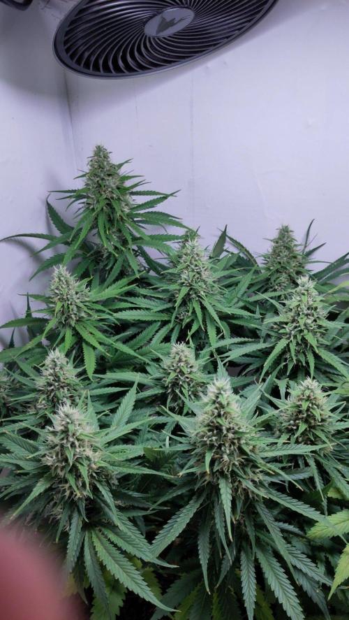 No Commercial Crap - All DIY Growbox. Week 10 - lemonesia