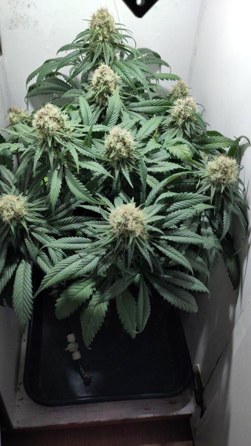 No Commercial Crap - All DIY Growbox. Week 10 - cbd strawberry