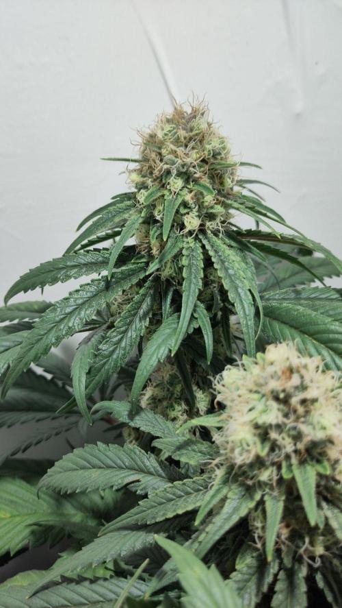 No Commercial Crap - All DIY Growbox. Week 10 - cbd strawberry