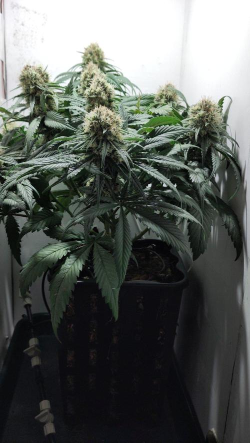 No Commercial Crap - All DIY Growbox. Week 10 - cbd strawberry