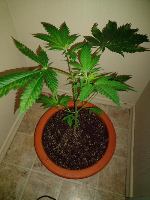 Critical Killer. Week 9