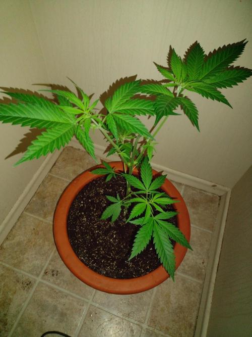 Critical Killer. Week 9