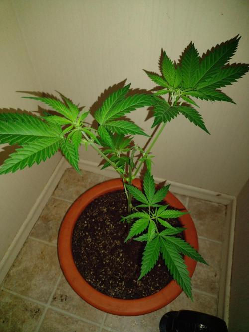 Critical Killer. Week 9
