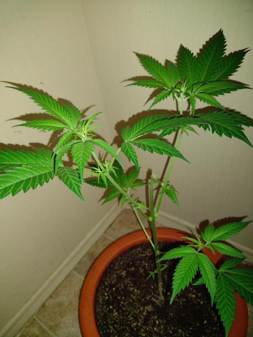 Critical Killer. Week 10