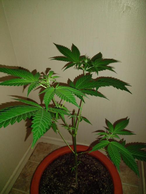 Critical Killer. Week 10