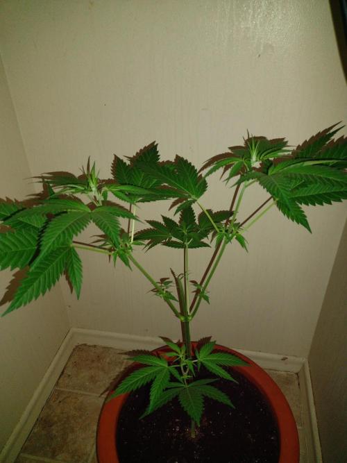 Critical Killer. Week 10