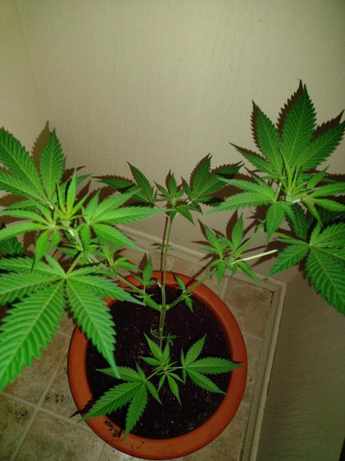 Critical Killer. Week 11