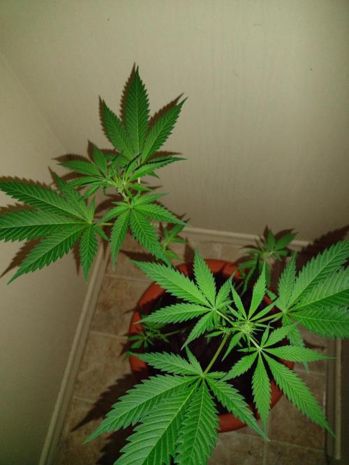 Critical Killer. Week 11